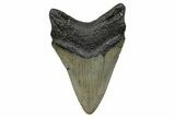 Serrated, Fossil Megalodon Tooth - North Carolina #272523-1